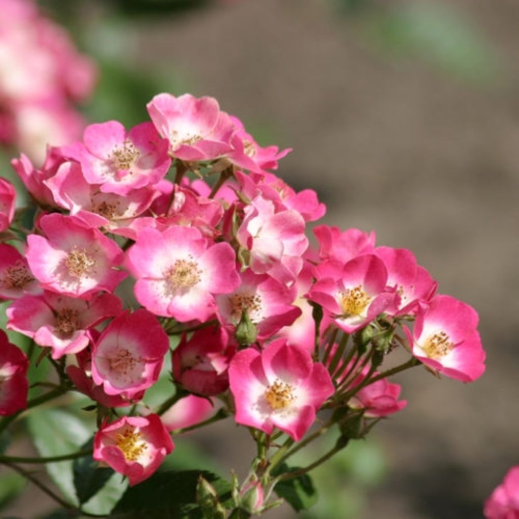 Rosa Rosanatura Bicolore - Parkrose