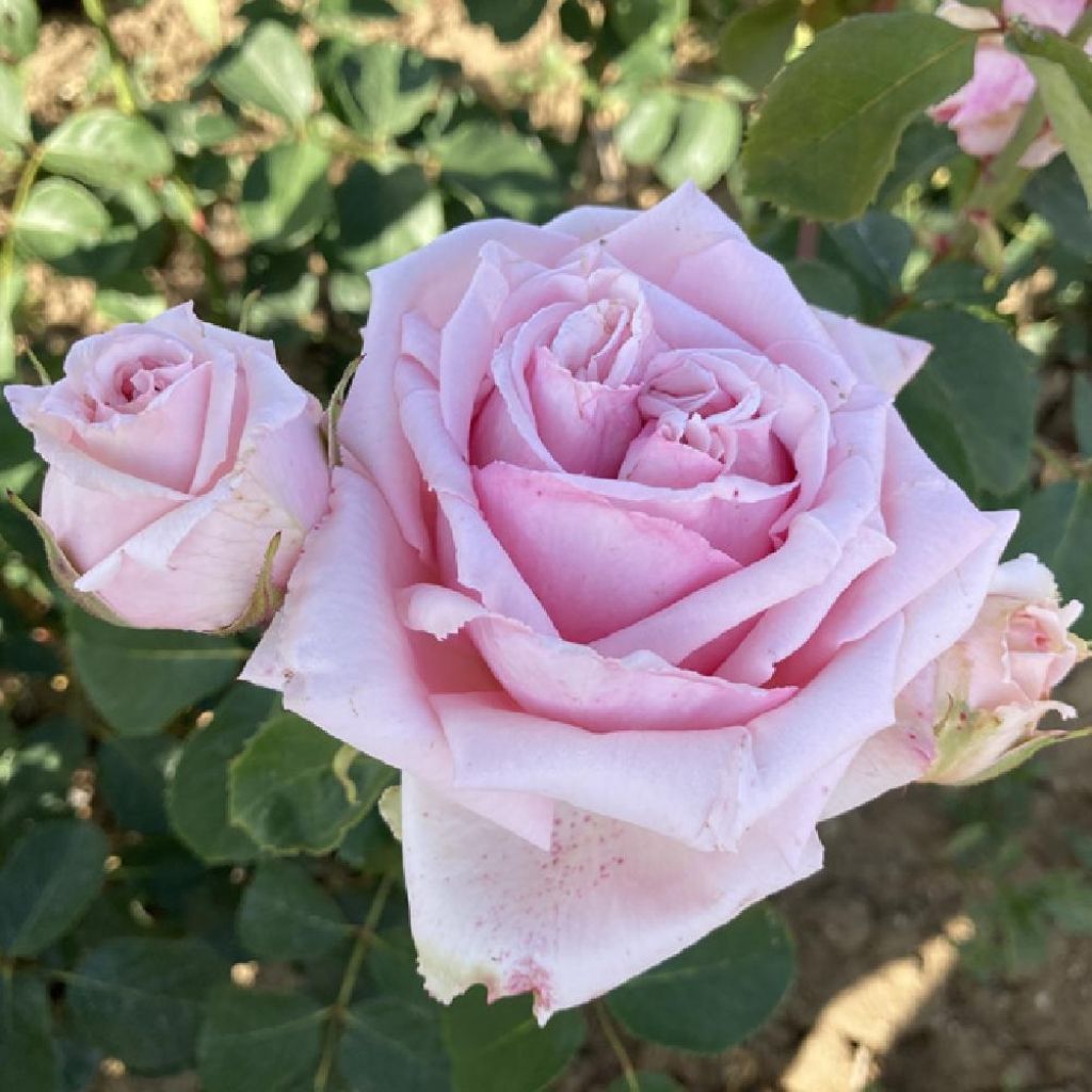 Rosa Parfum de Liberté - Edelrose