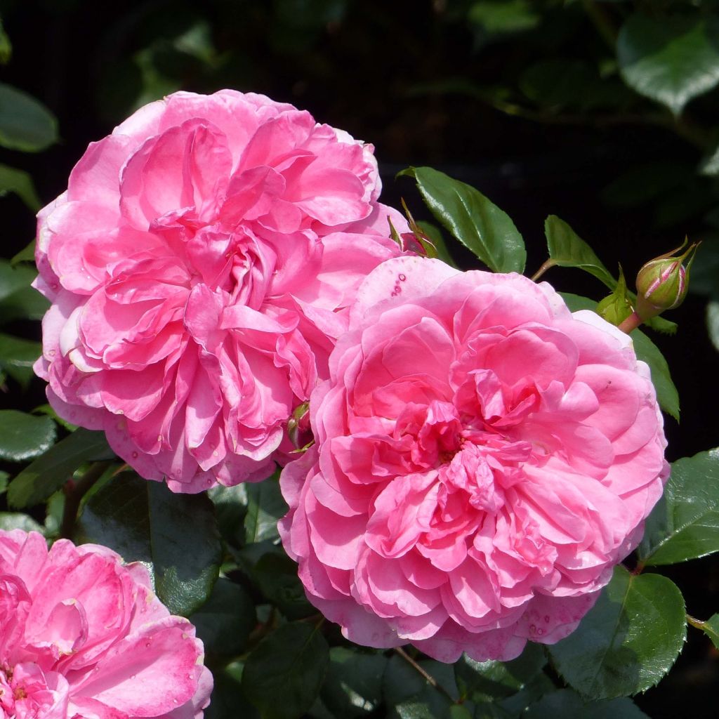 Rosa Rosarium Uetersen - Kletterrose