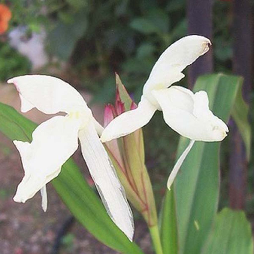 Roscoea beesiana Alba - Scheinorchidee