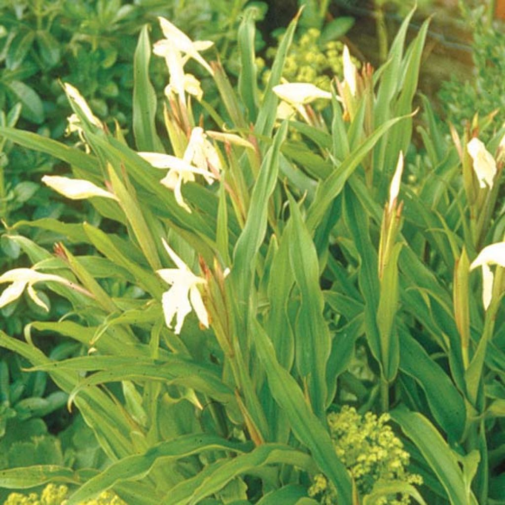 Roscoea beesiana Alba - Scheinorchidee