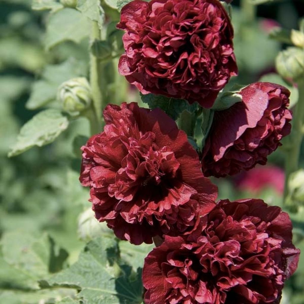 Alcea rosea Chatter's Red - Gewöhnliche Stockrose