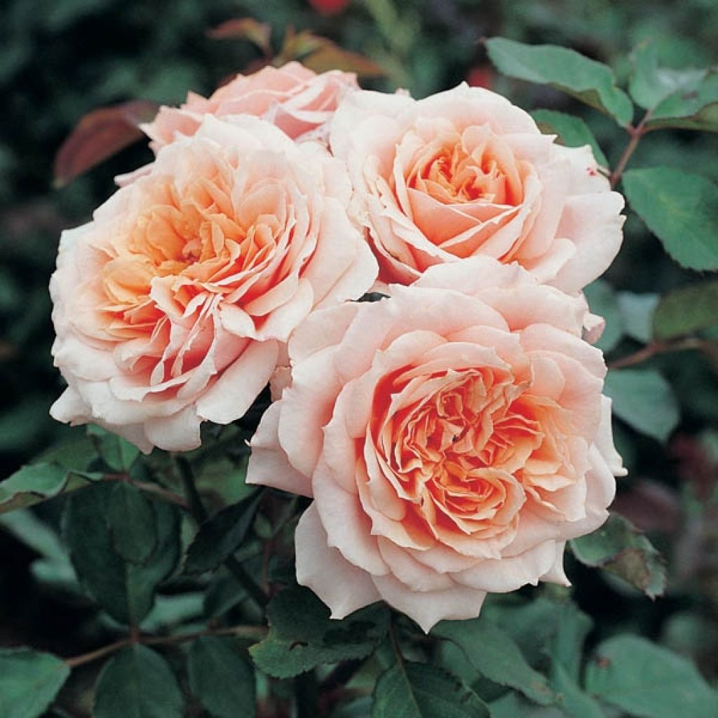 Rosa Generosa Paul Bocuse - Guillot Rose