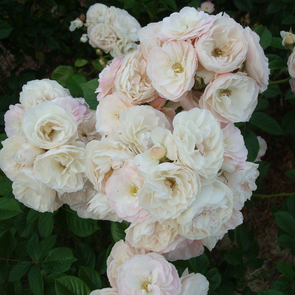 Rosa moschata Bouquet Parfait - Moschus-Rose