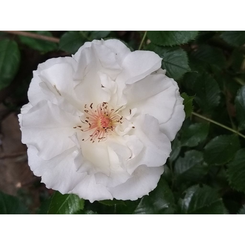 Rosa Margaret Merril - Edelrose