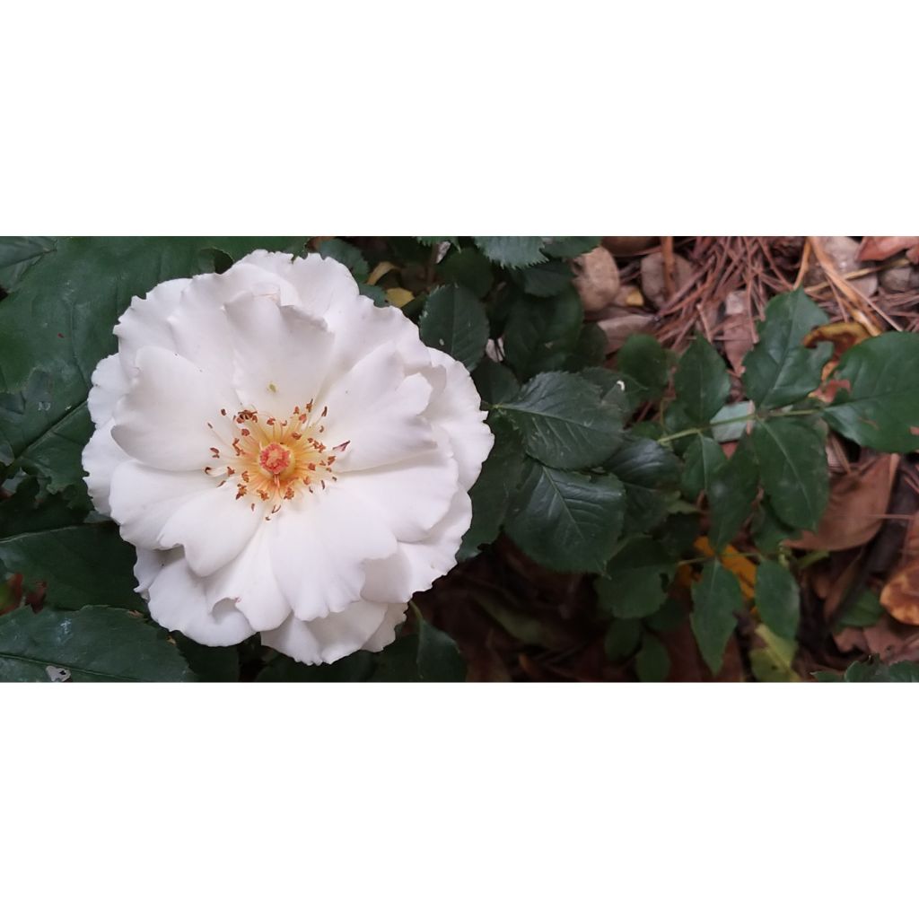 Rosa Margaret Merril - Edelrose