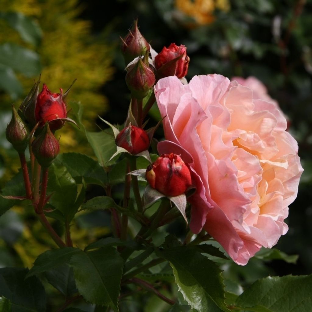 Rosa Marie Curie - Beetrose