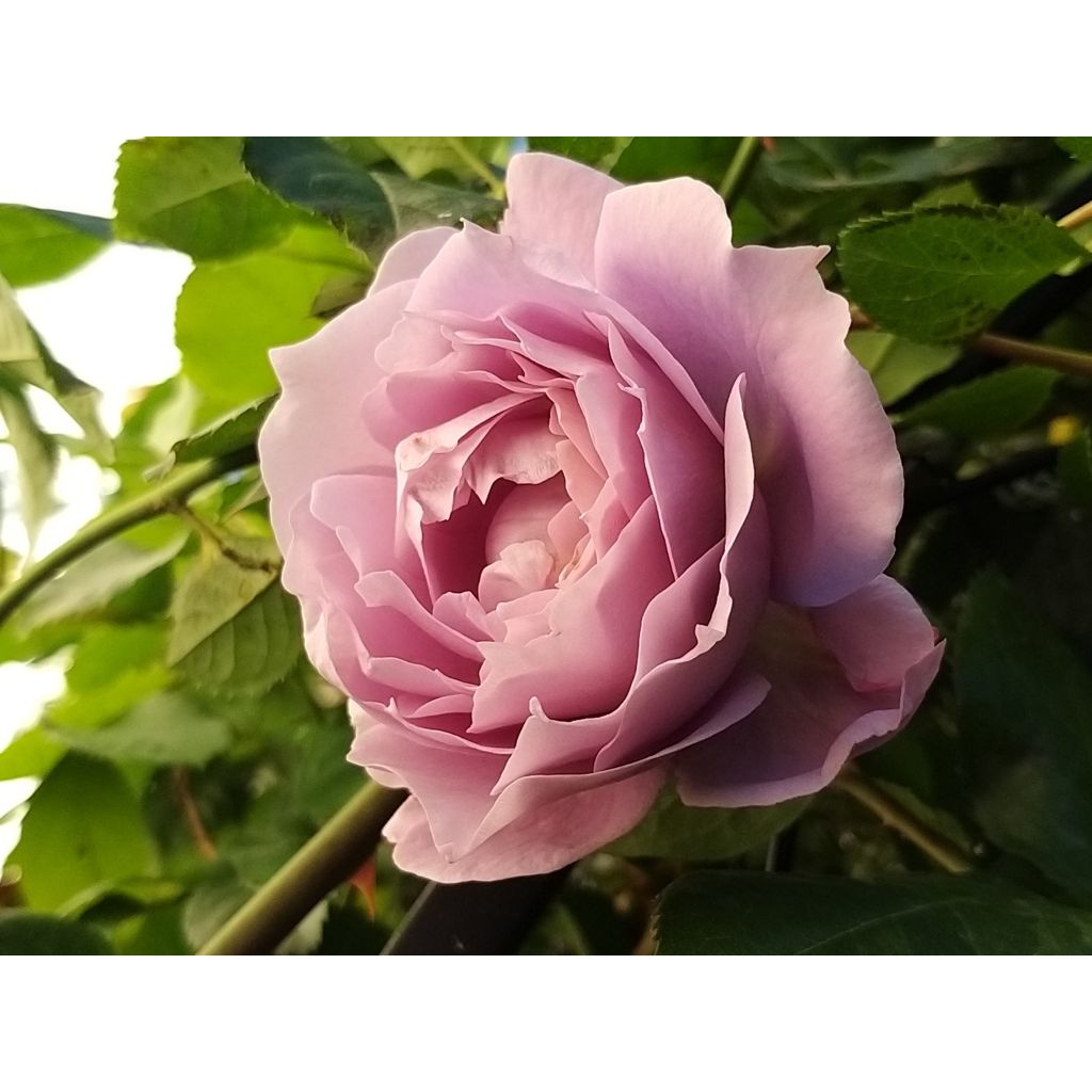 Rosa Novalis - Beetrose