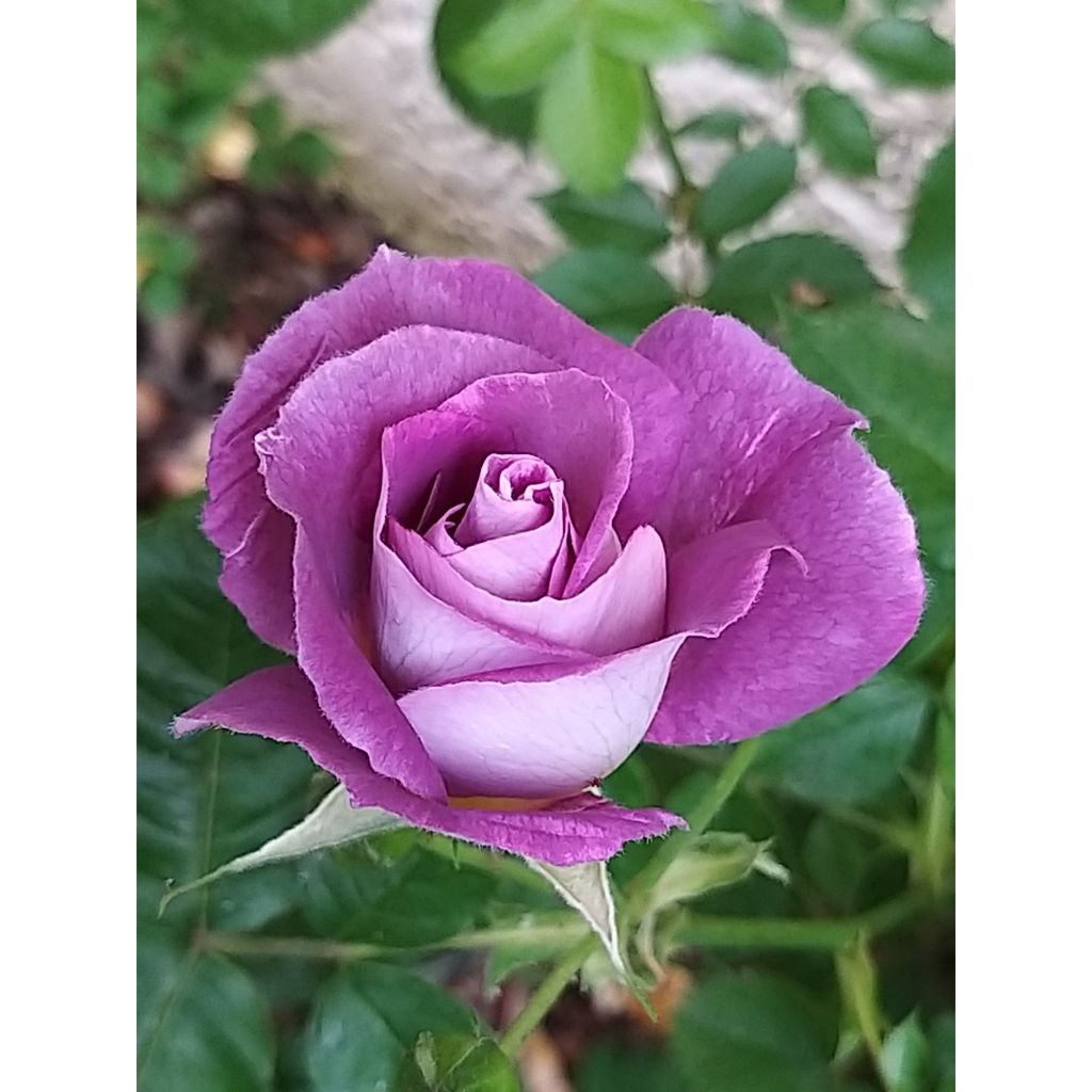 Rosa Pacific Dream - Strauchrose