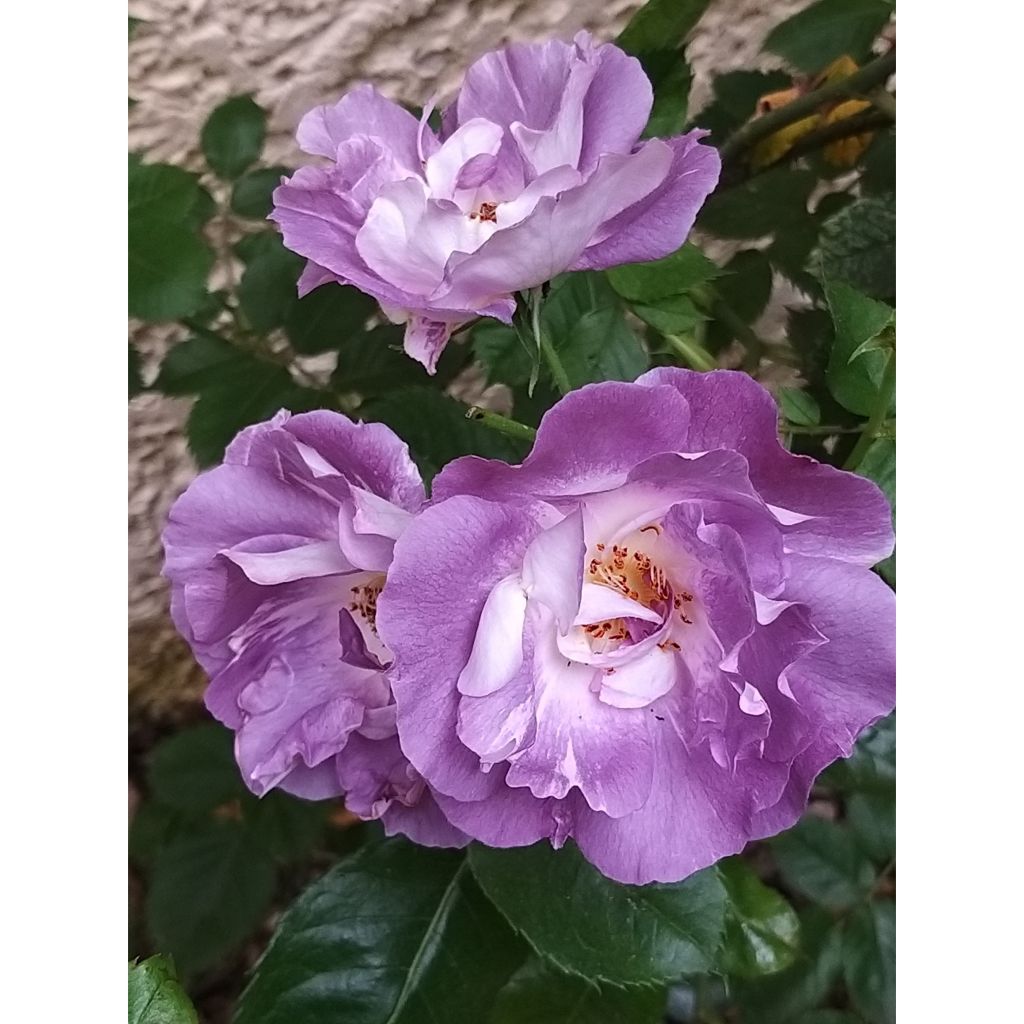 Rosa Pacific Dream - Strauchrose