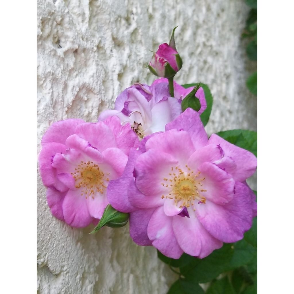 Rosa Pacific Dream - Strauchrose