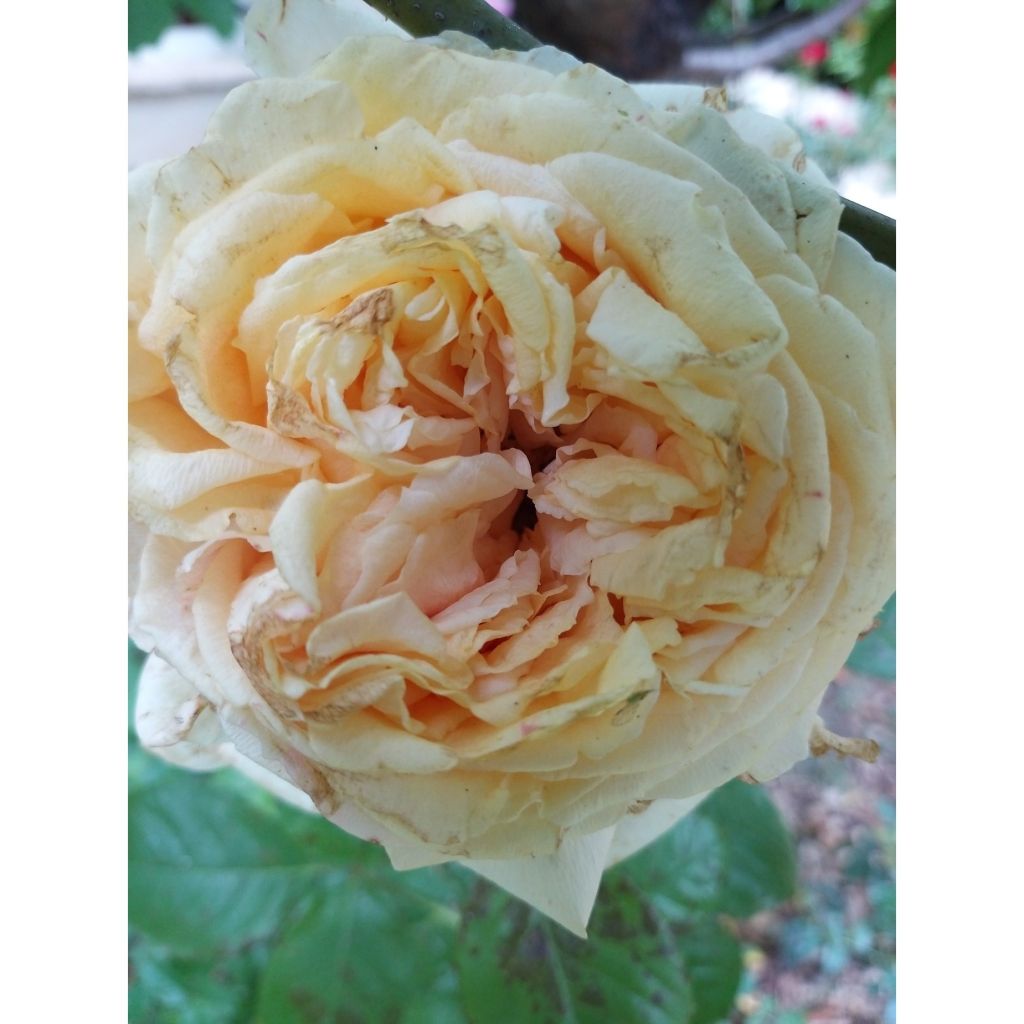 Rosa Anastasia - Edelrose