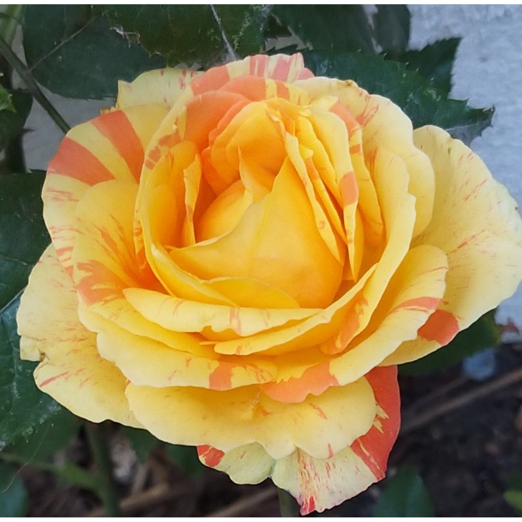 Rosa André Willemse - Edelrose