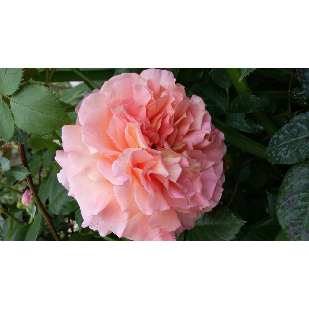 Rosa Augusta Luise - Edelrose