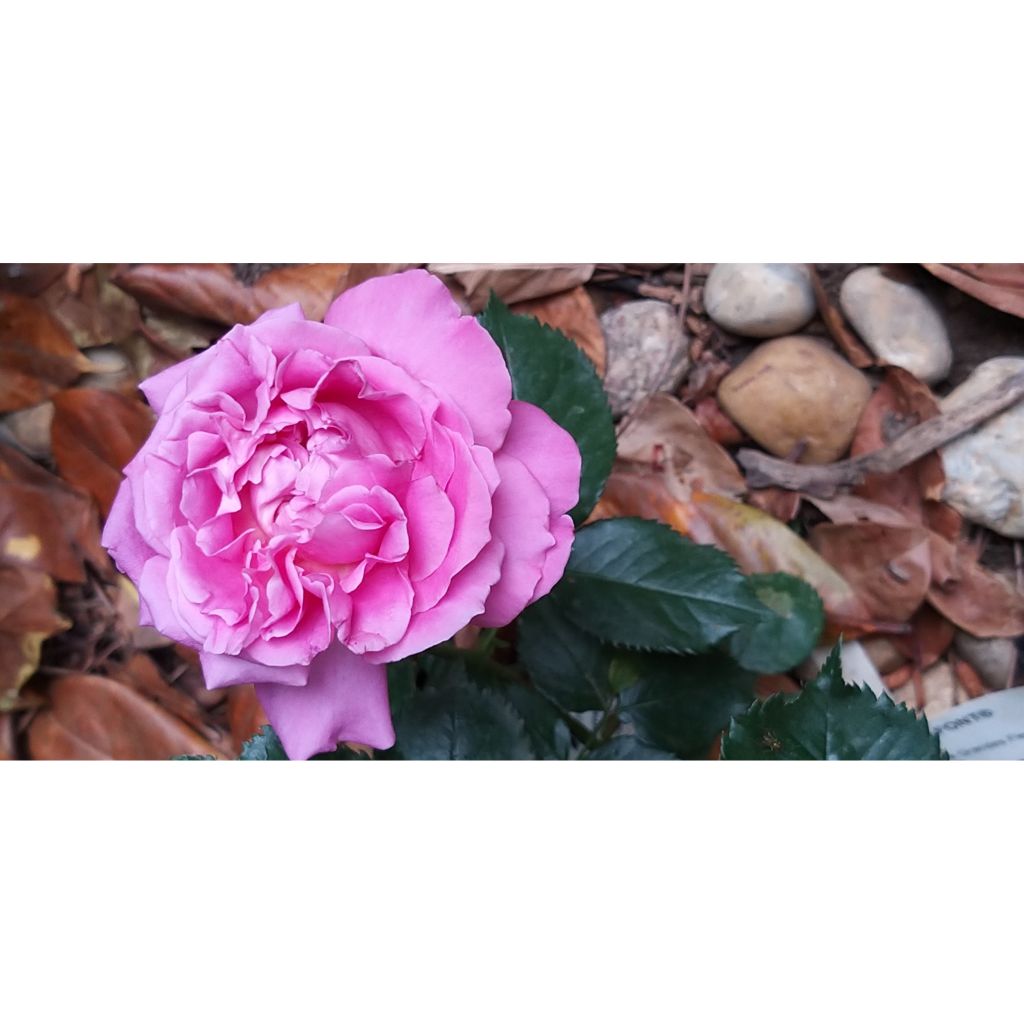 Rosa Bernadette Lafont - Edelrose