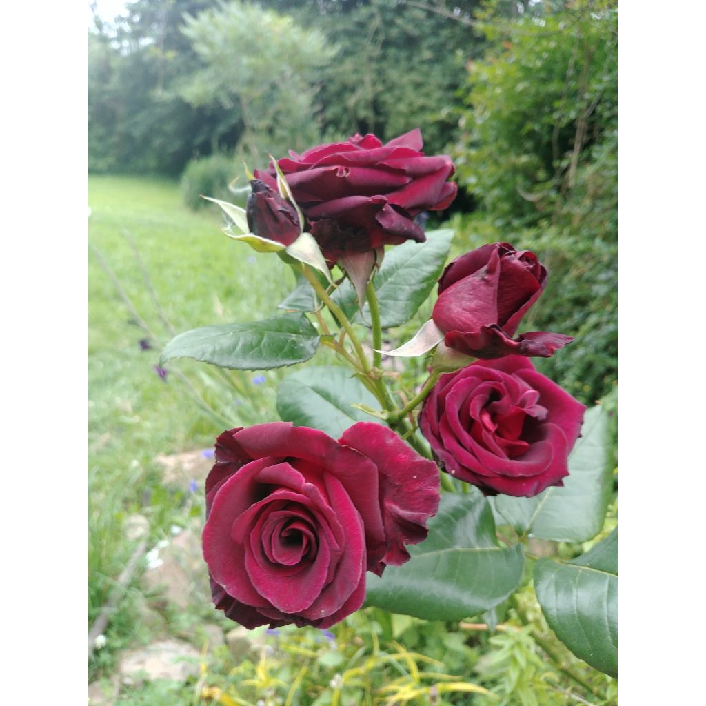 Rosa Black Baccara - Edelrose