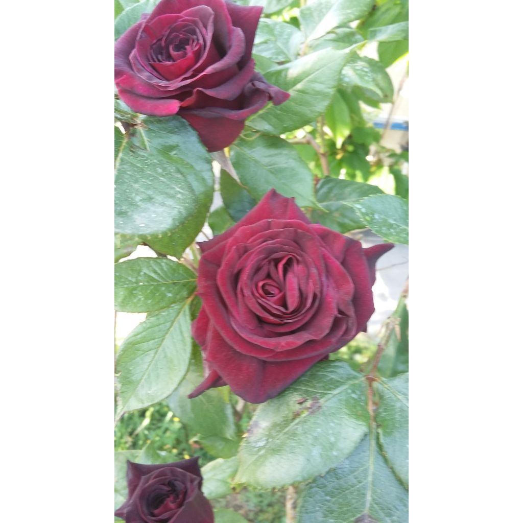 Rosa Black Baccara - Edelrose