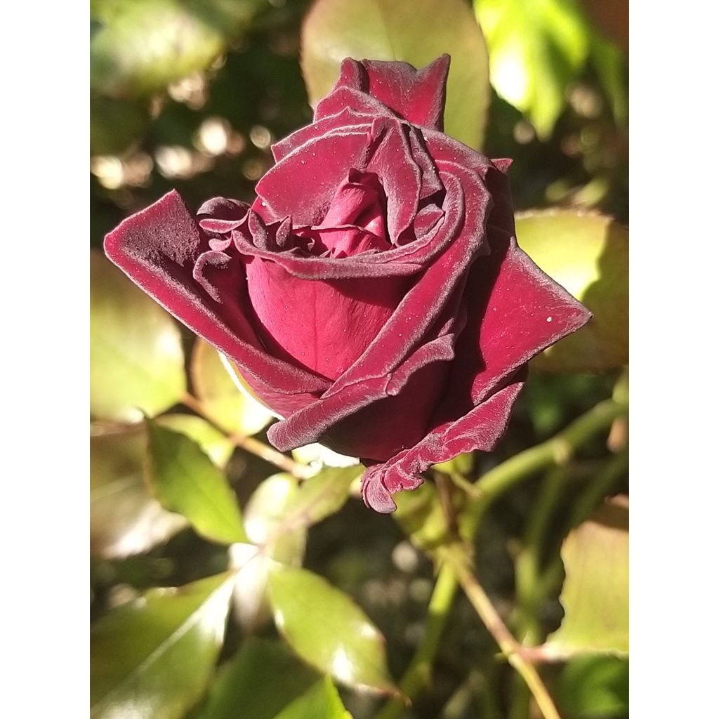 Rosa Black Baccara - Edelrose