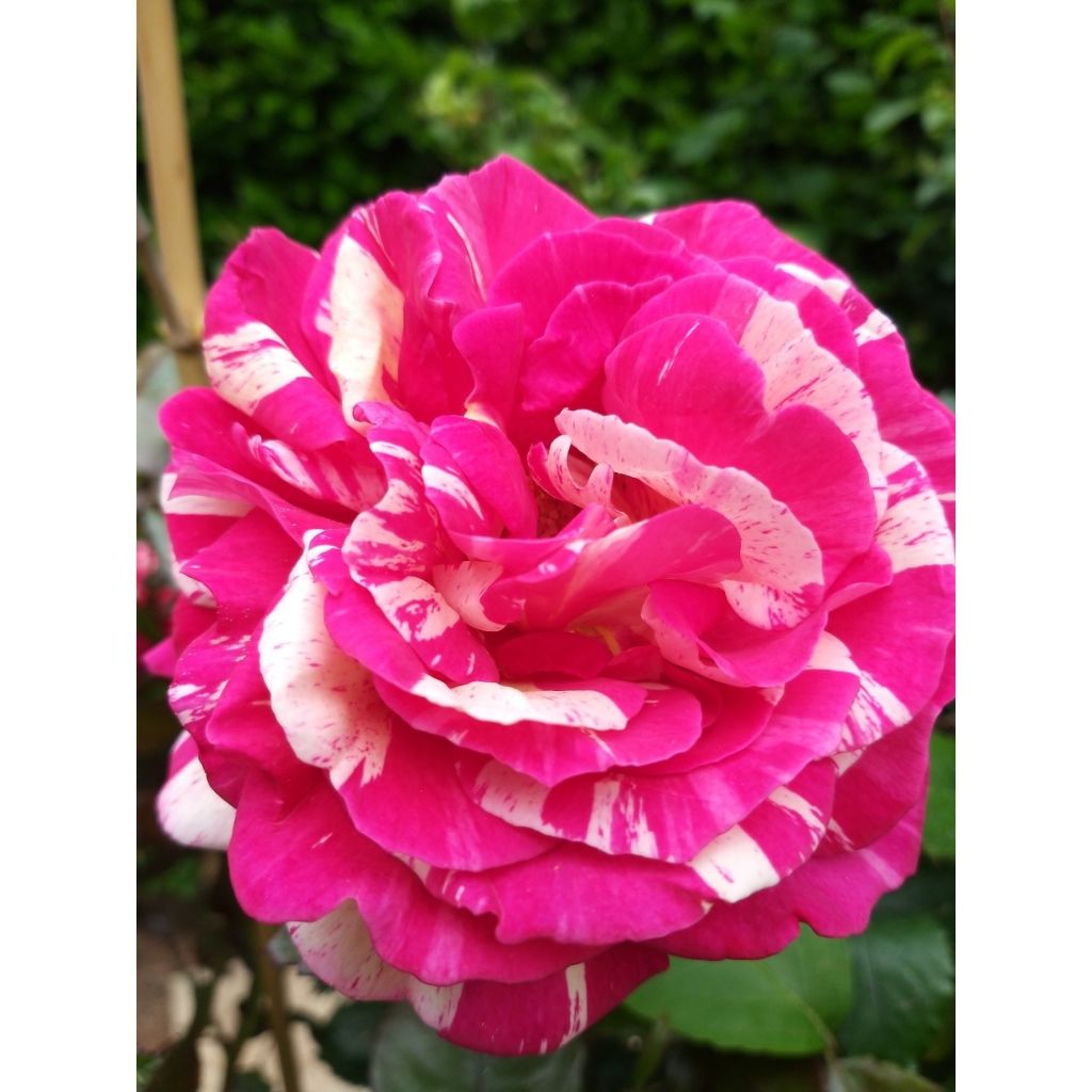 Rosa Broceliande - Edelrose