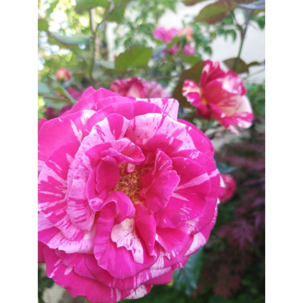 Rosa Broceliande - Edelrose