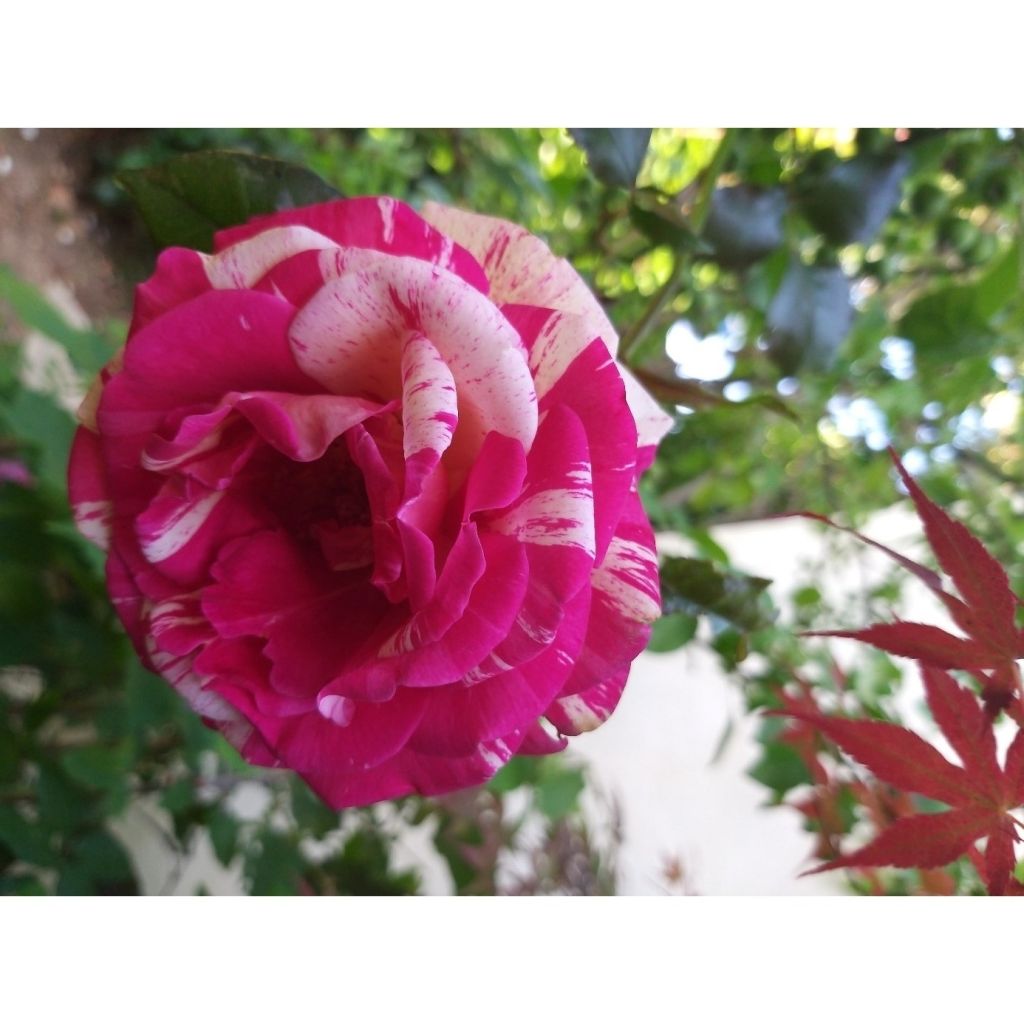 Rosa Broceliande - Edelrose