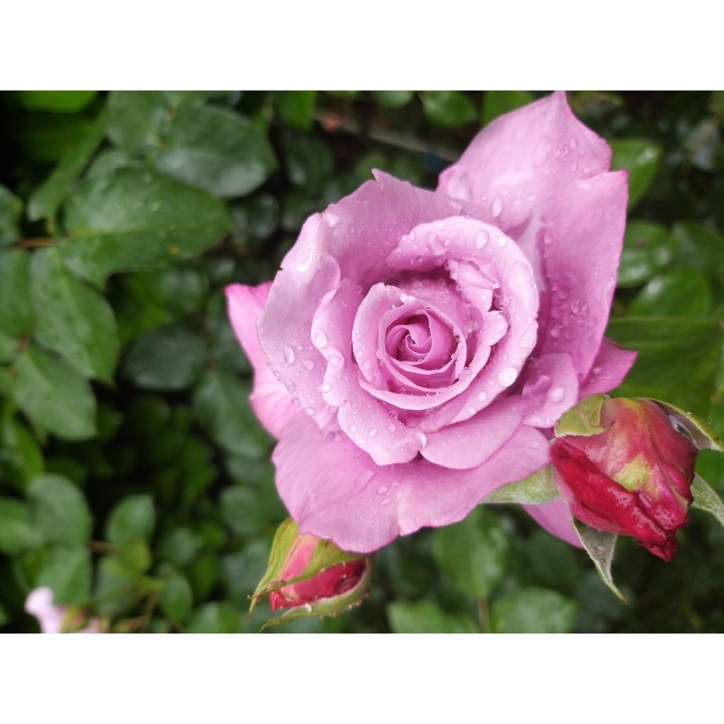 Rosa Charles de Gaulle - Edelrose