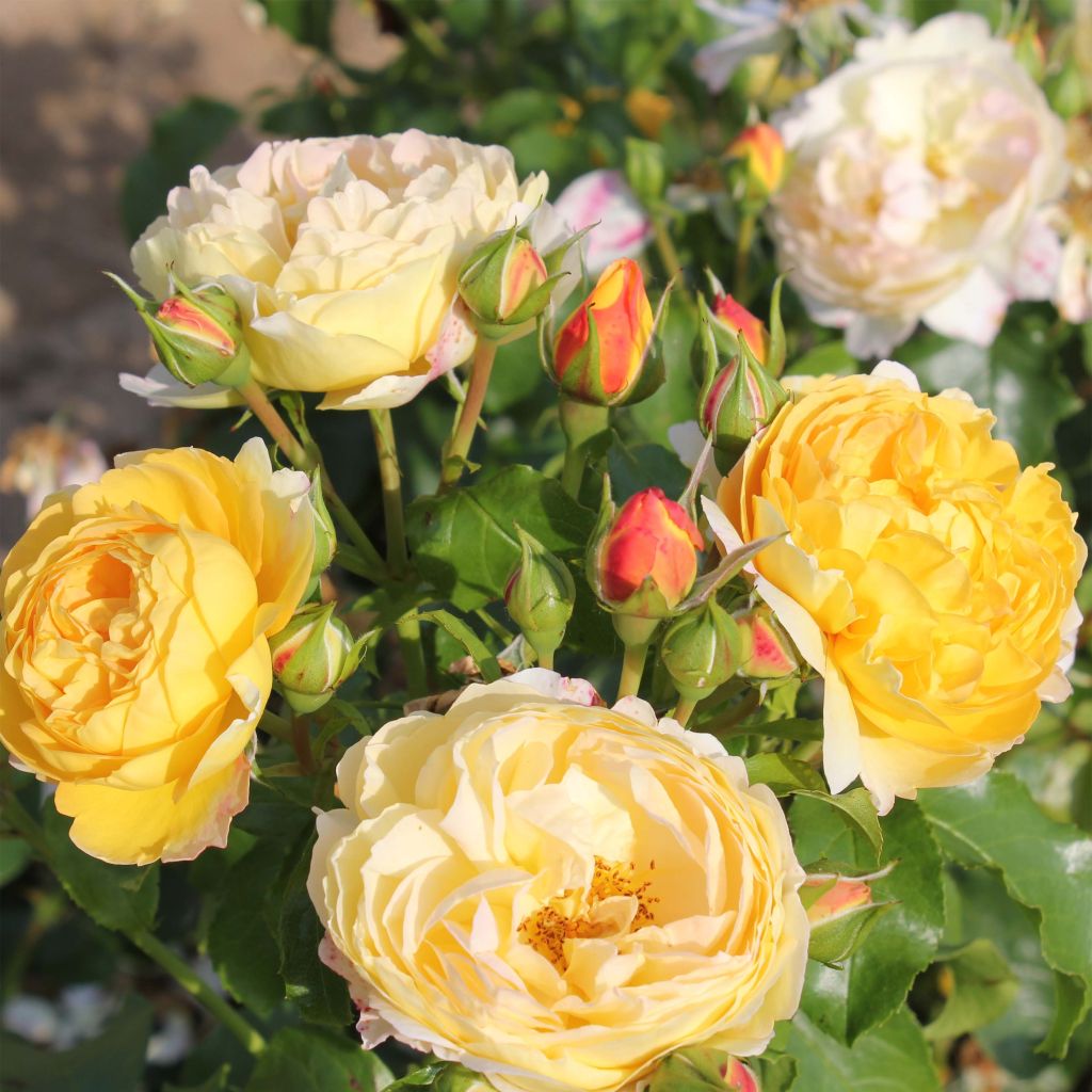 Rosier à grandes fleurs Château de Cheverny