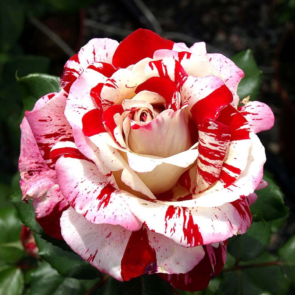 Rosa Coeur de Rockeur - Edelrose