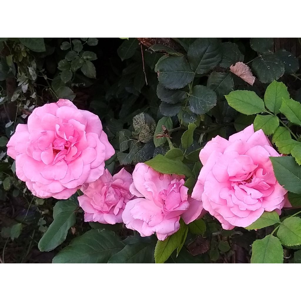 Rosa Criterion - Edelrose