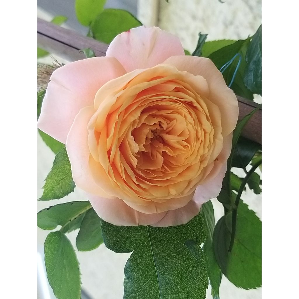 Rosa Domaine de Chantilly - Edelrose