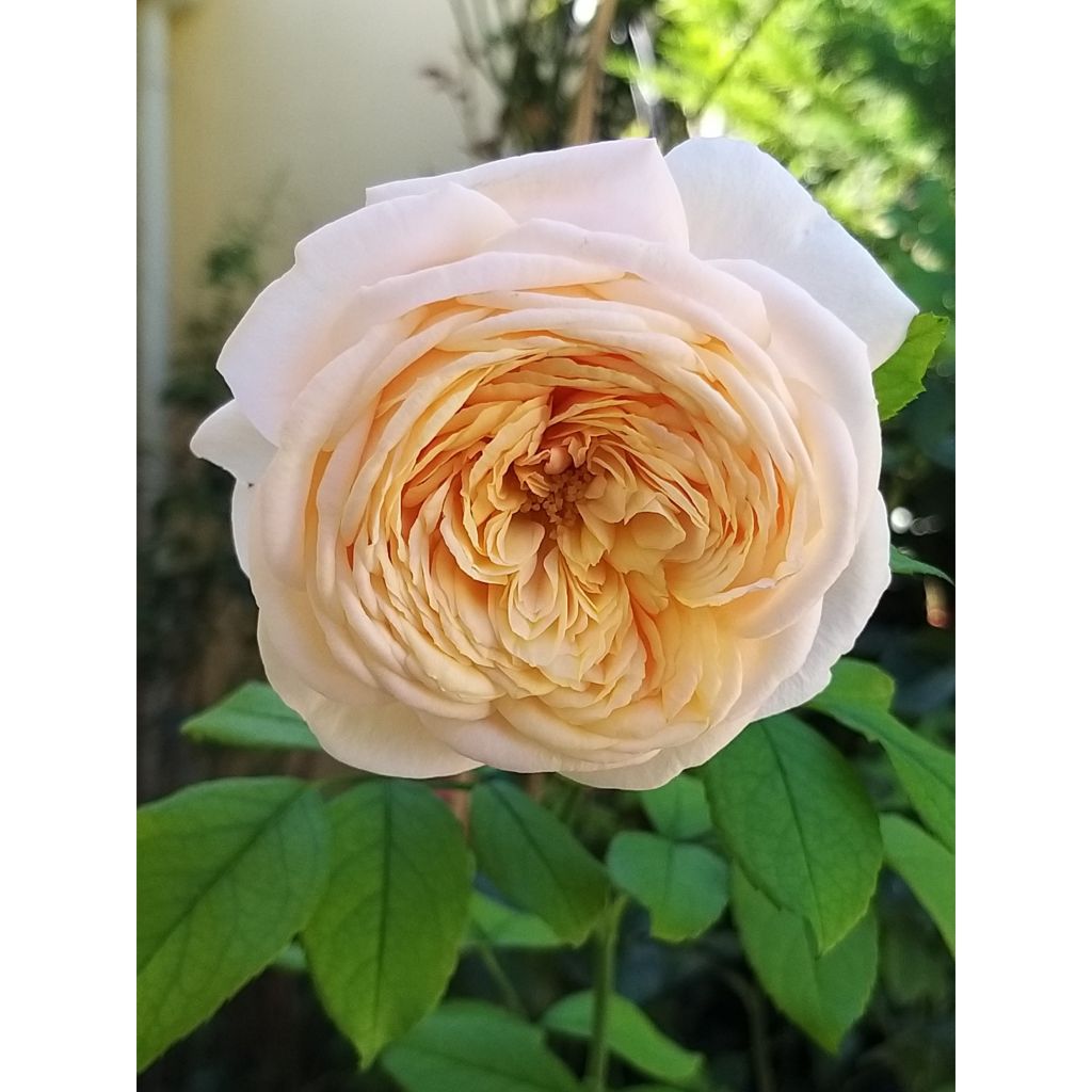 Rosa Domaine de Chantilly - Edelrose