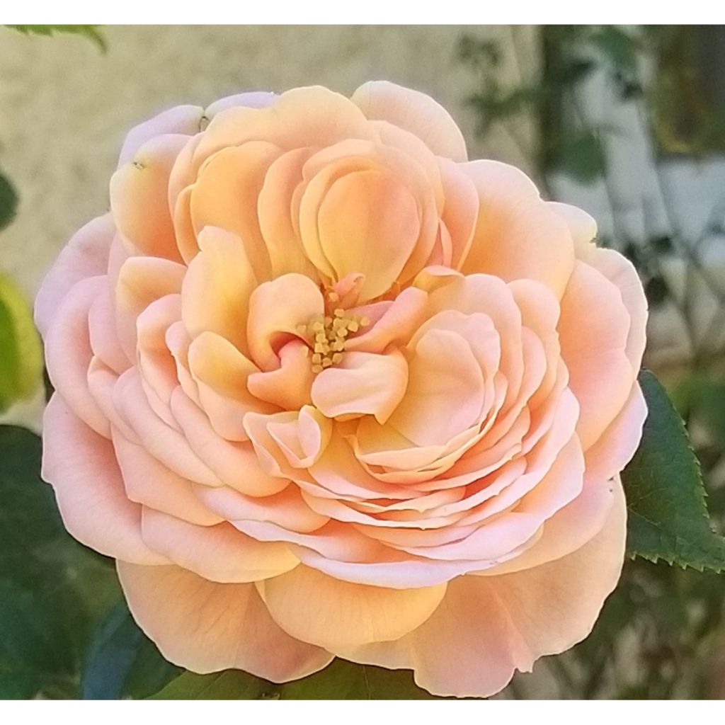 Rosa Domaine de Chantilly - Edelrose