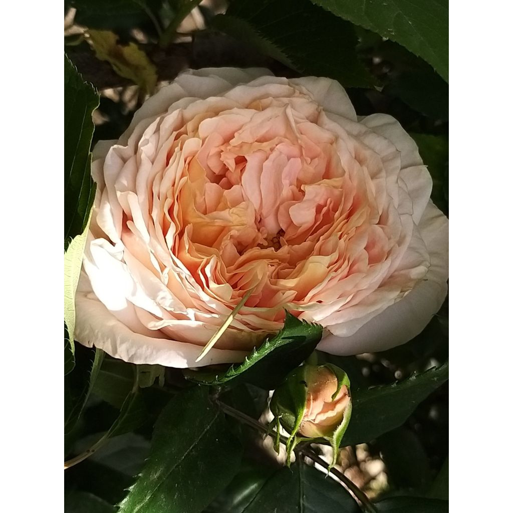 Rosa Domaine de Chantilly - Edelrose