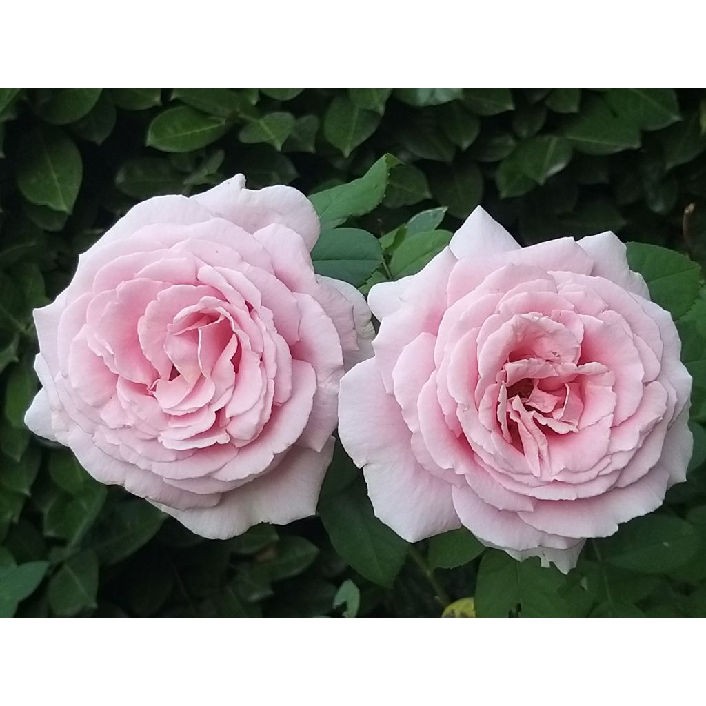 Rosa Frédéric Mistral - Edelrose