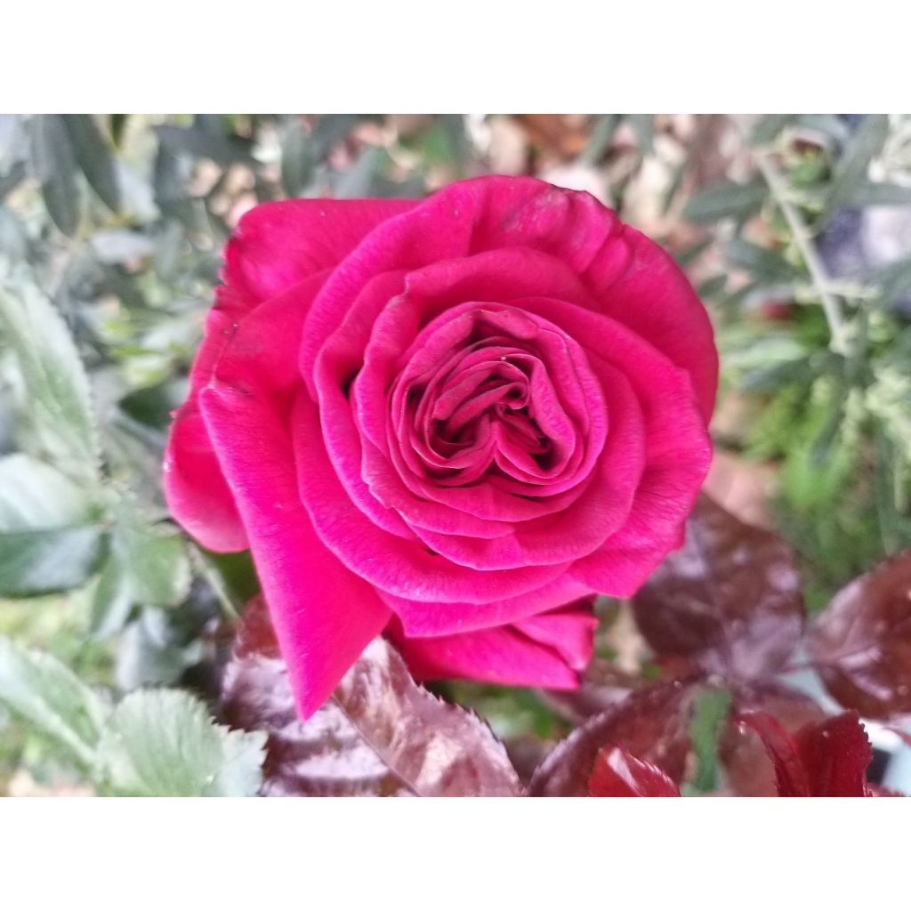 Rosa Grande Classe - Edelrose