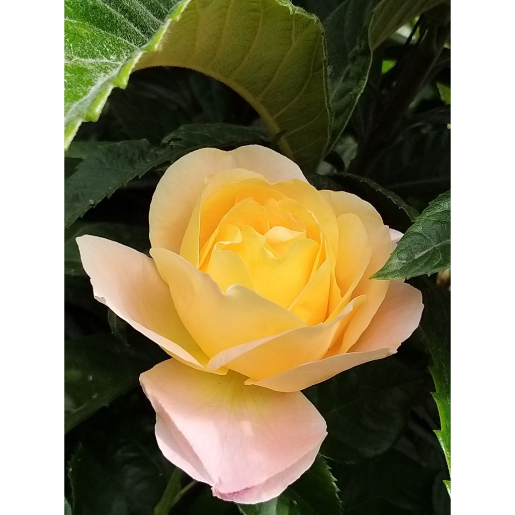 Rosa Isabelle Autissier - Edelrose