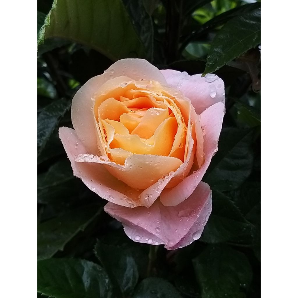 Rosa Isabelle Autissier - Edelrose