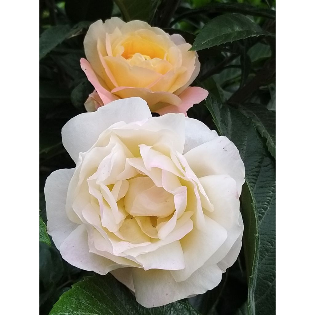 Rosa Isabelle Autissier - Edelrose