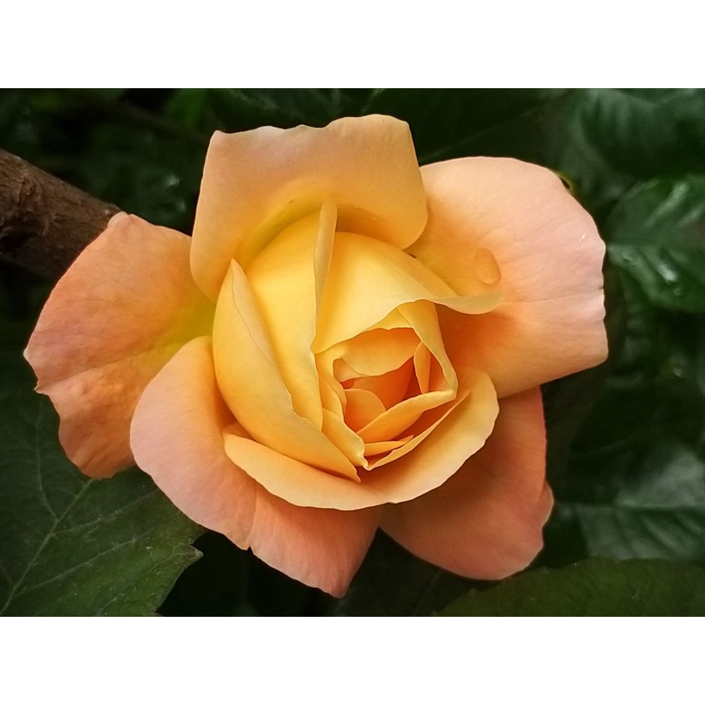 Rosa Isabelle Autissier - Edelrose