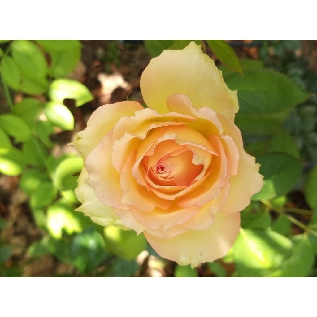 Rosa Jalitah - Edelrose