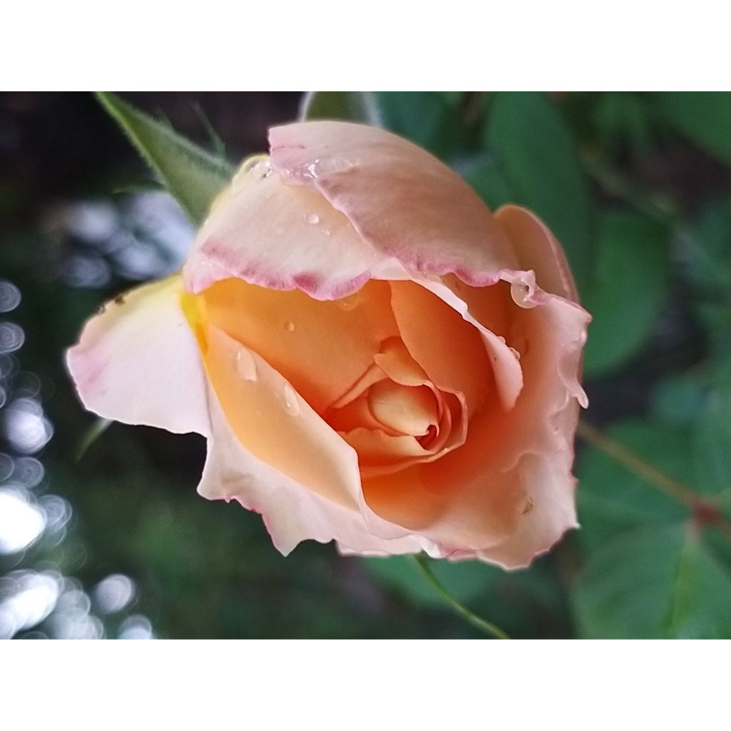 Rosa Jalitah - Edelrose