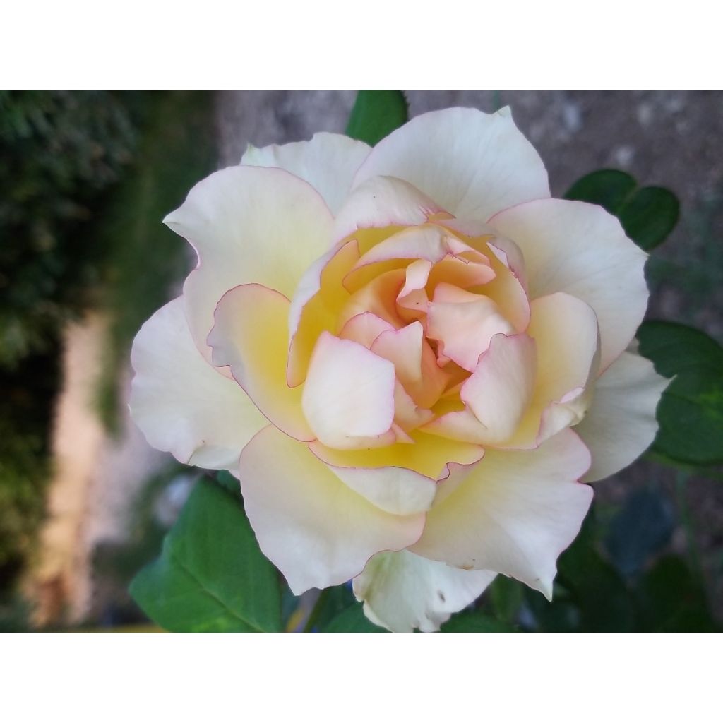 Rosa Jalitah - Edelrose