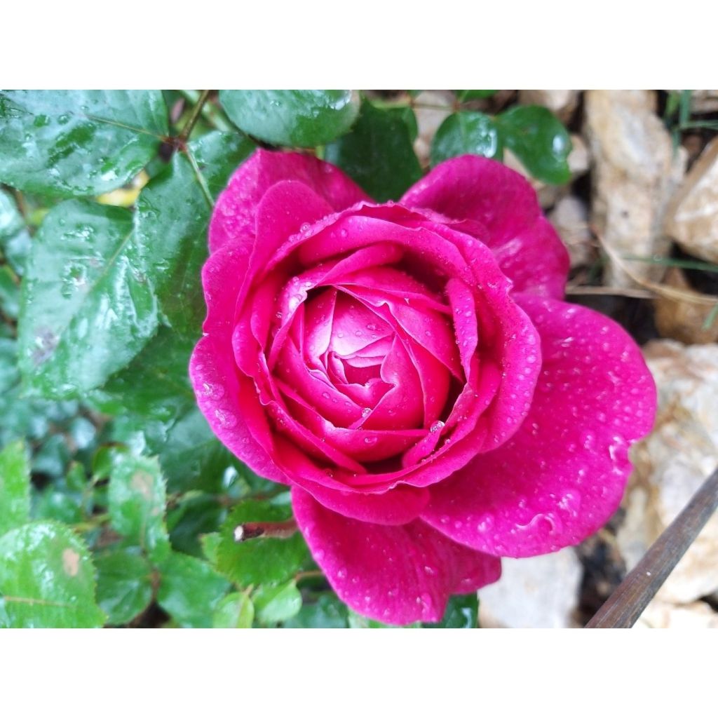 Rosa Jingle Bells - Edelrose