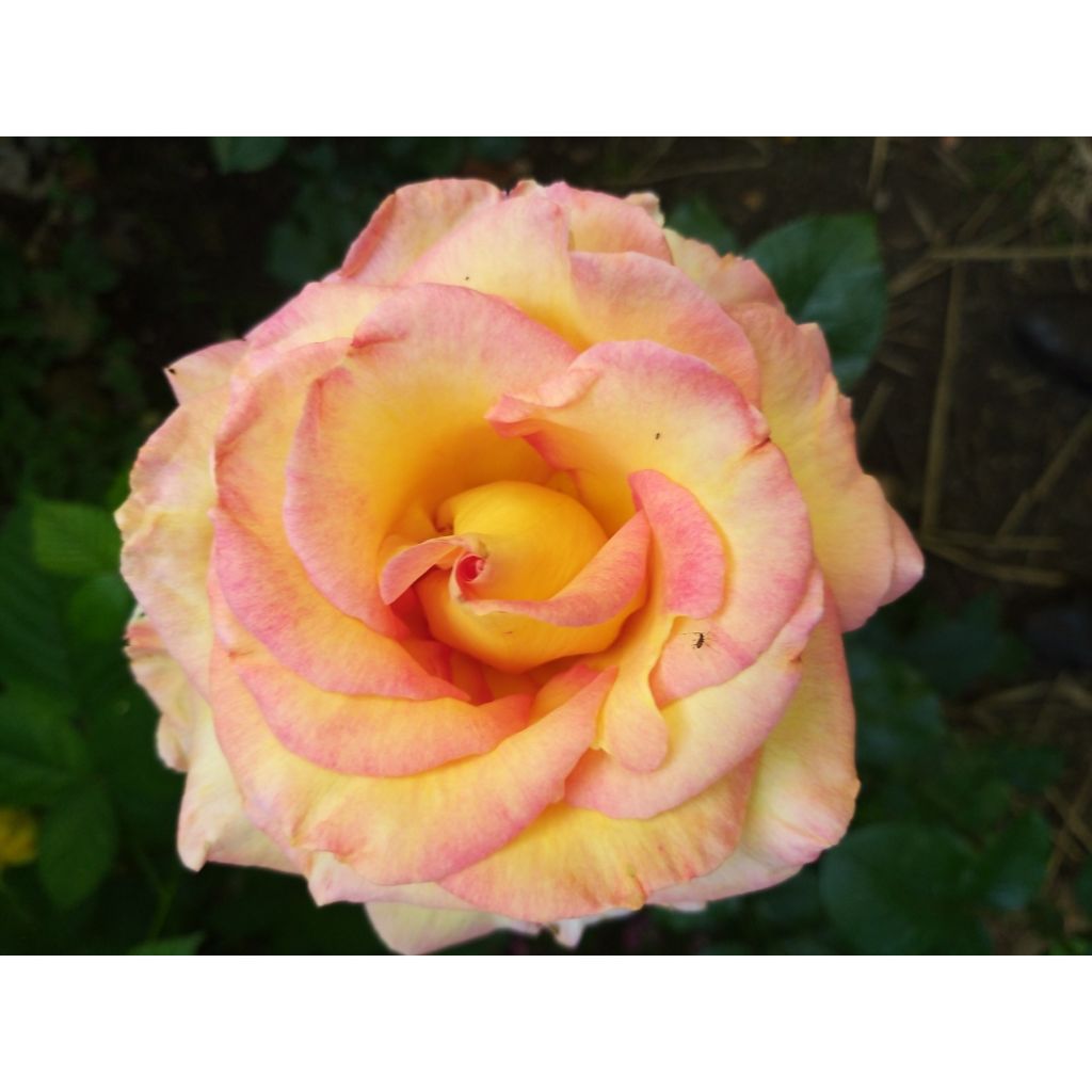 Rosa Jules Verne - Edelrose