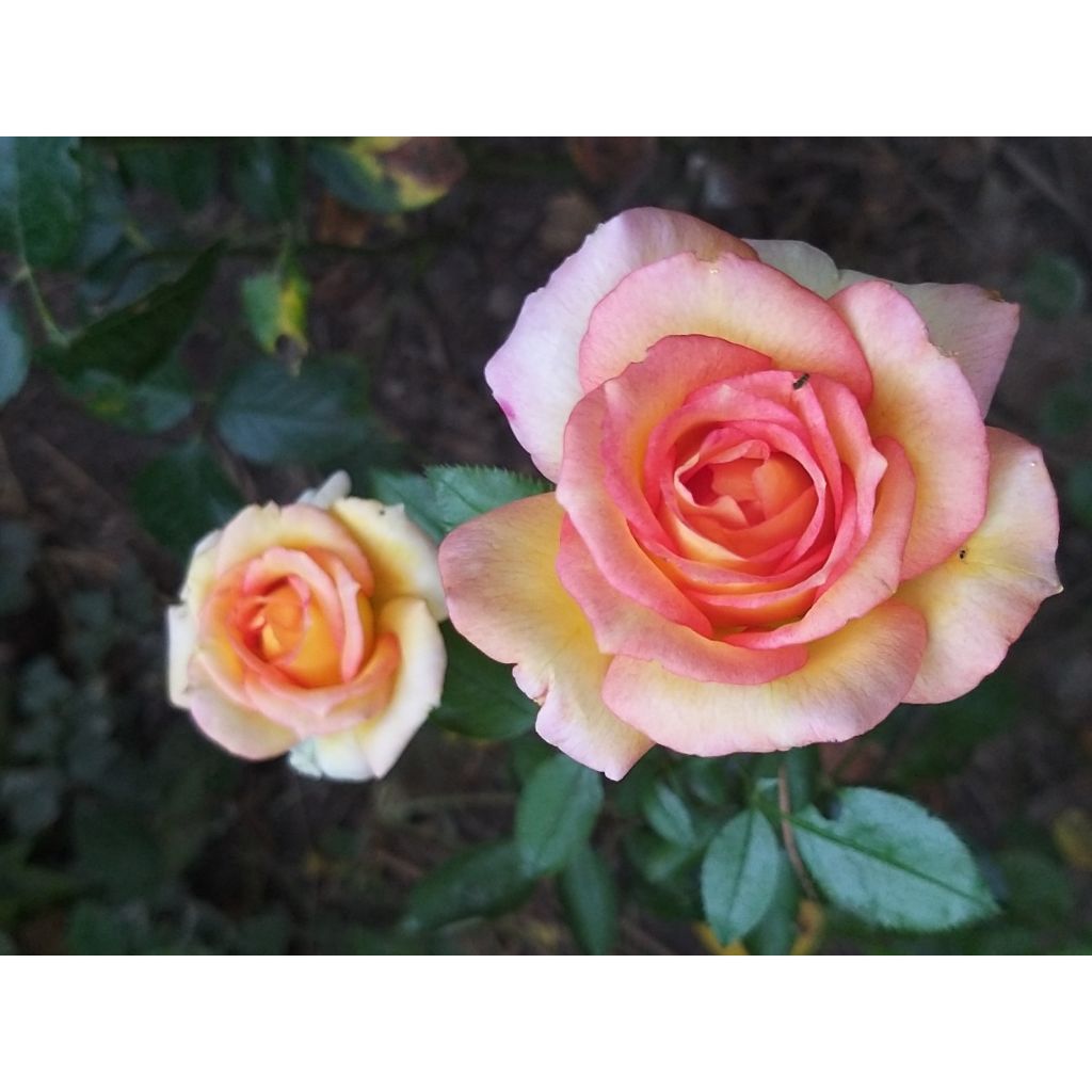 Rosa Jules Verne - Edelrose