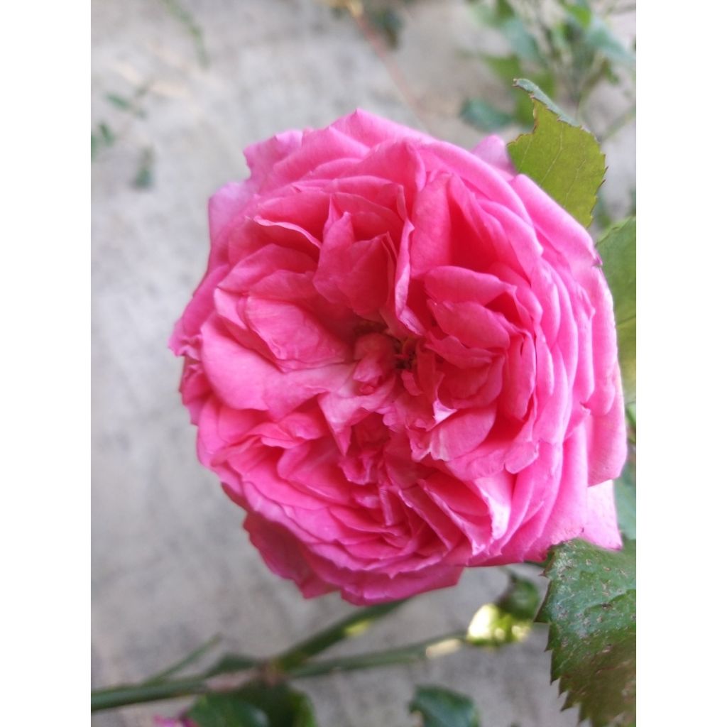 Rosa La Rose de Molinard - Edelrose