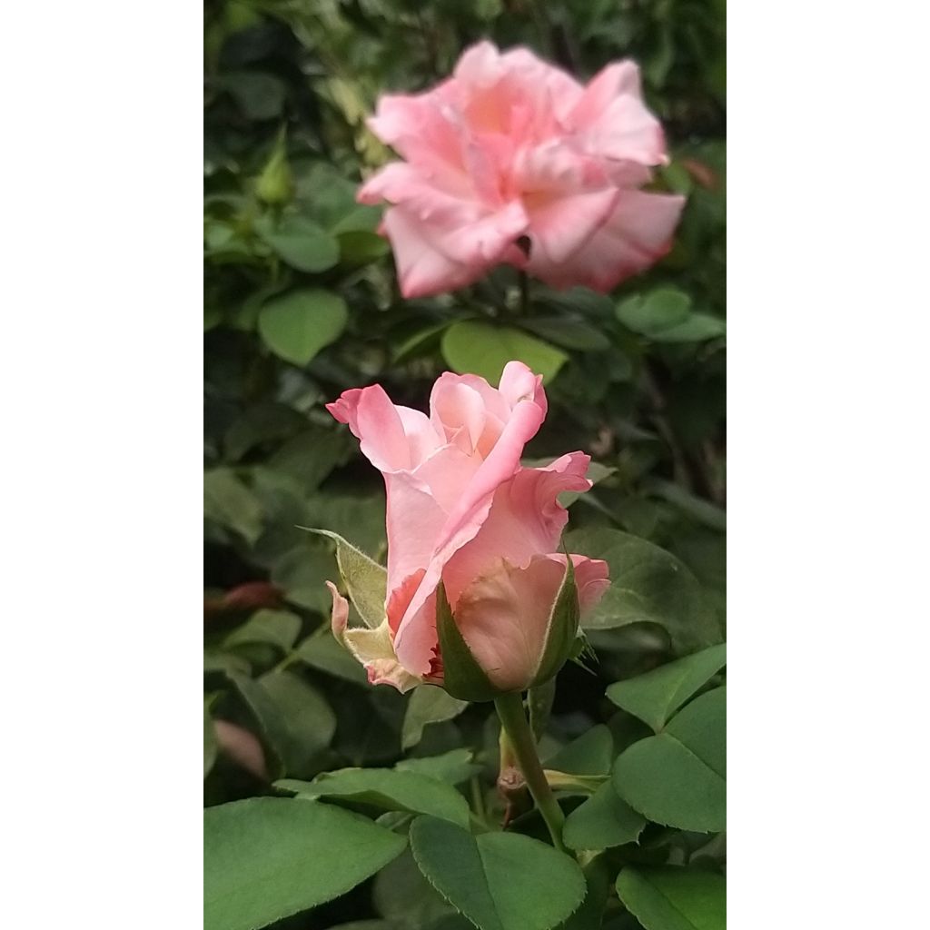 Rosa Laeticia Casta - Edelrose