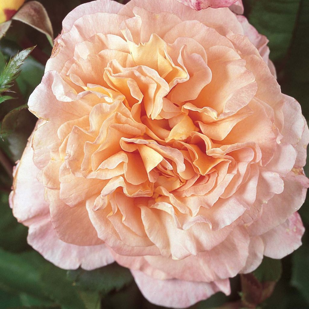 Rosa Les Années Folles Fox Trot - Edelrose