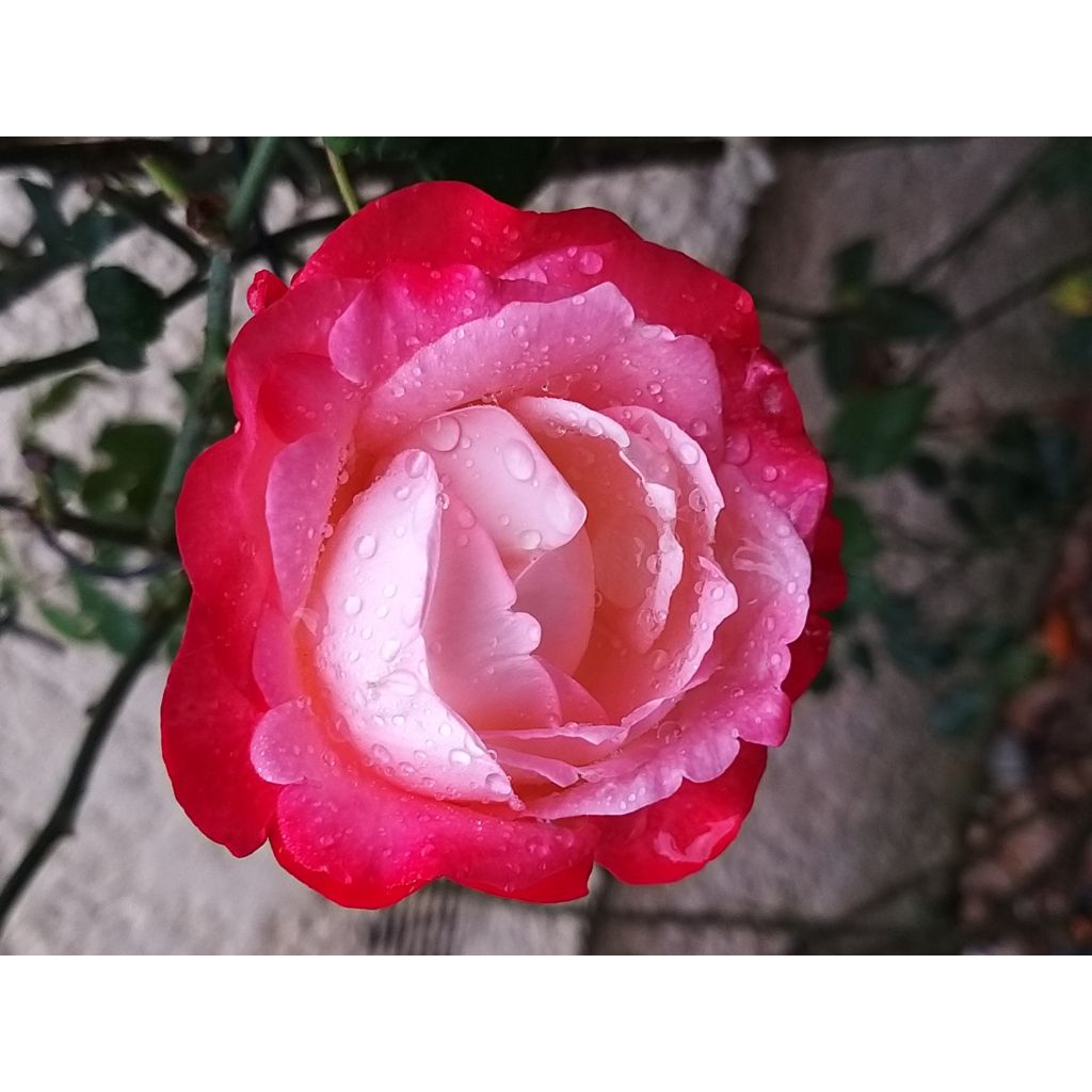 Rosa Les Années Folles La Garçonne - Edelrose