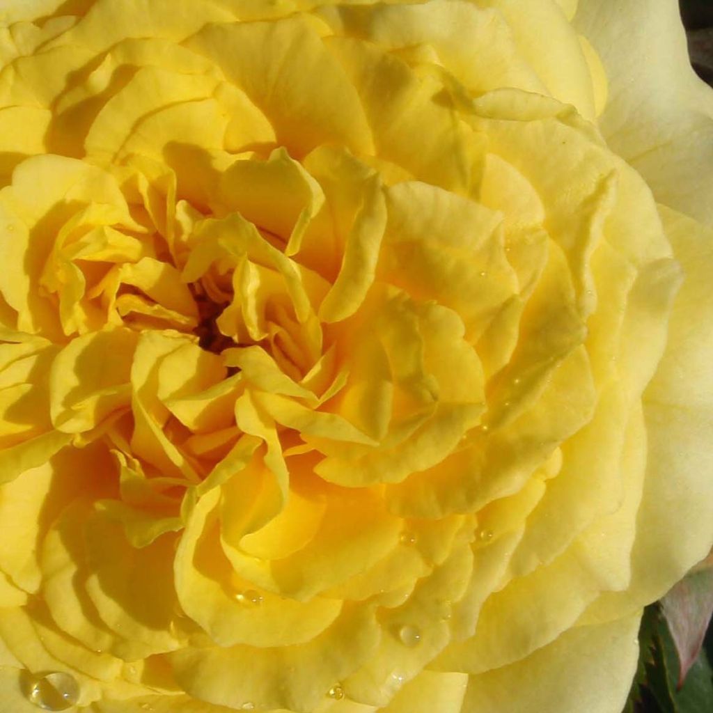 Rosa Les Années Folles La Rotonde - Edelrose